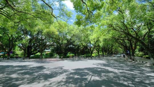 广西桂林城市道路绿树成荫的老城区街道街景