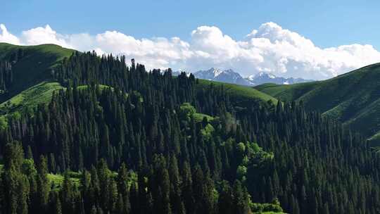 新疆恰西唯美震撼森林雪山航拍7