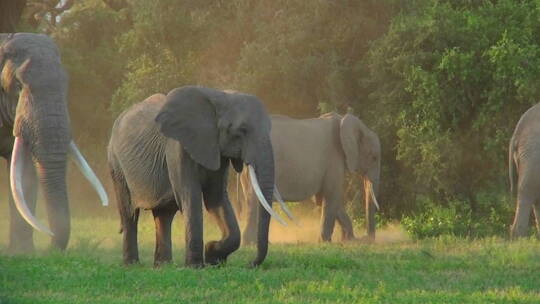 大象群在草地上行走视频素材模板下载