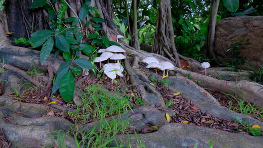 榕树下 野生蘑菇 野生菌
