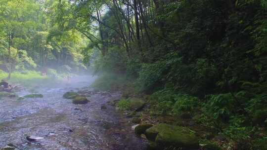 航拍绿色森林晨雾中的清澈溪流张家界金鞭溪