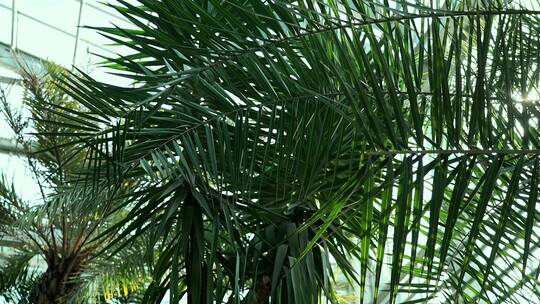 温室内生长茂盛的热带植物