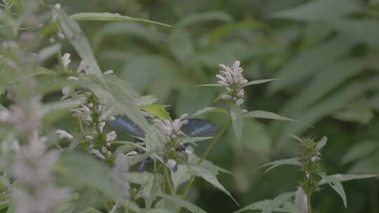 藿香花中飞舞的蝴蝶LOG