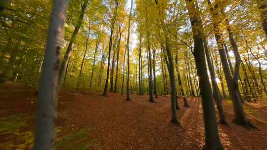 穿梭在秋天的森林美丽阳光氛围