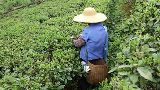 生态茶园采茶春茶采摘