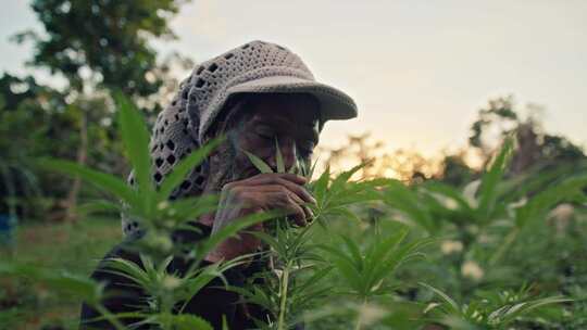 男人，Rastafari，Ganja，大