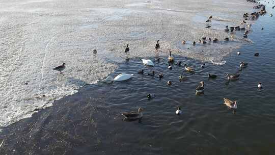 青海青海湖冰面鸟群航拍视频