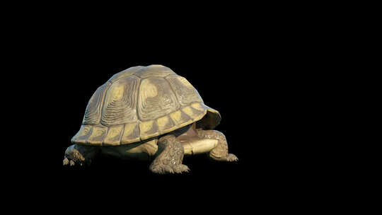 3D写实乌龟缩头动画（透明通道）