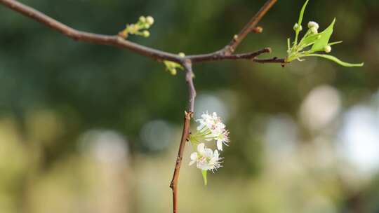 梨花/豆梨花