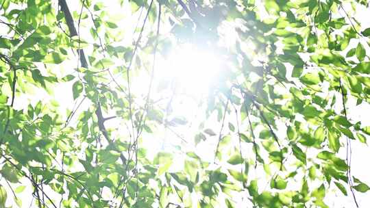 春天阳光穿过绿色树枝叶逆光特写