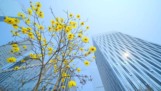 南宁五象新区街景 现代化高楼林立城市穿梭