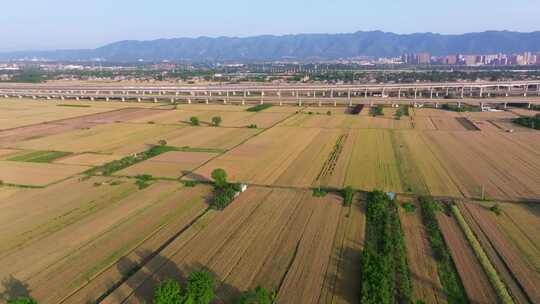 穿越麦田的高铁动车航拍 成熟麦田