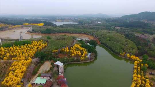 广州花都每年3月份开花。视频素材模板下载