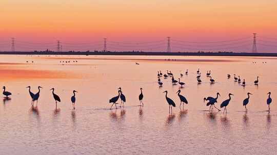 夕阳下湿地群鸟栖息景象