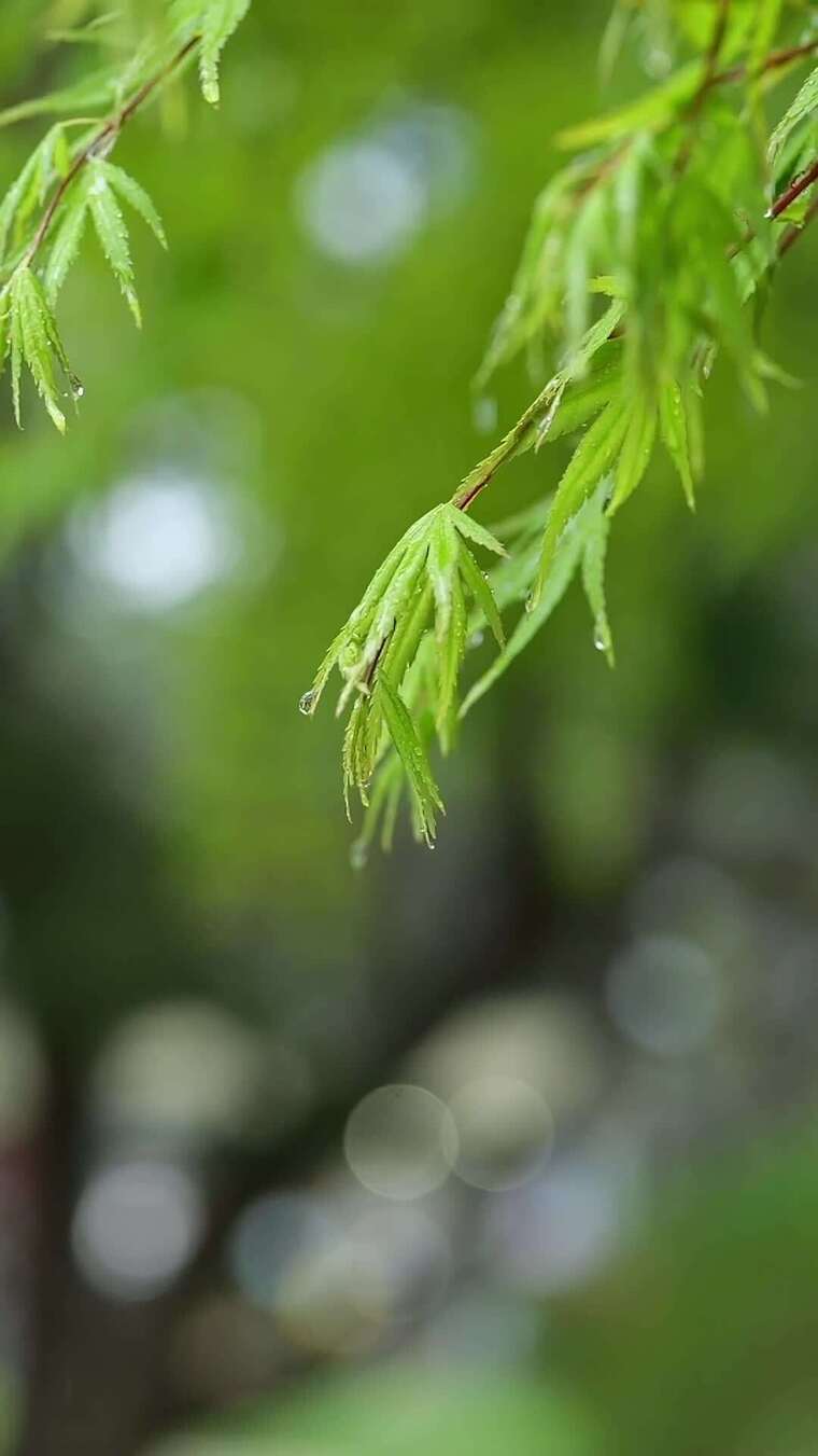带水珠的嫩绿枫树树叶 特写 枫叶 水珠