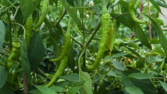 蔬菜种植无公害蔬菜 绿色农业