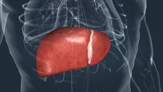 人体器官细胞肝细胞组织新陈代谢三维动画视频素材模板下载