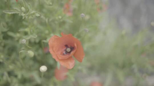 近水红罂粟花