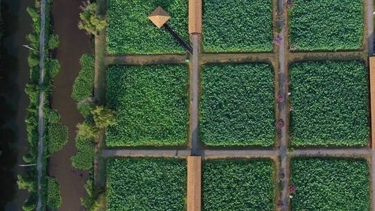 金湖荷花荡 航拍