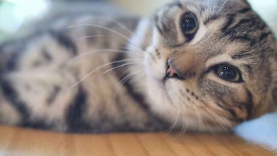 宠物猫狸花猫打闹睡觉