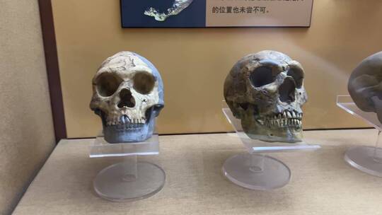 山顶洞人北京人猿人骨骼化石