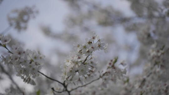 樱花花开春天