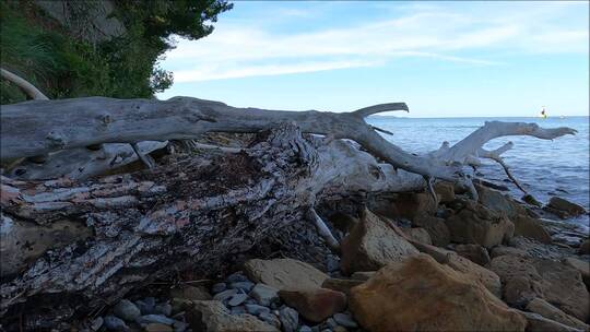 海岸上的岩石和枯树枝