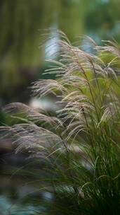 竖屏花草植物素材——芦苇