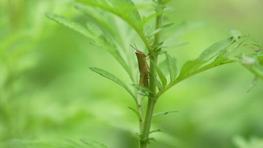 草蜢实拍