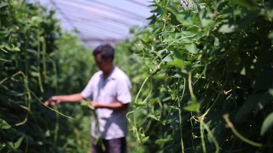 素菜采摘