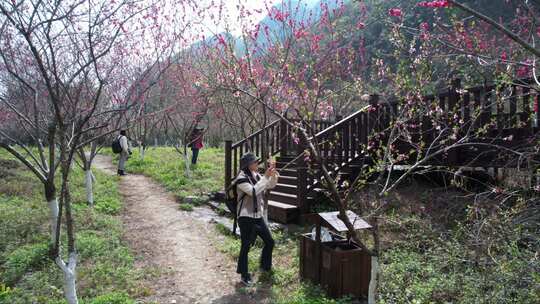 高岚大峡谷风景区·打卡桃花