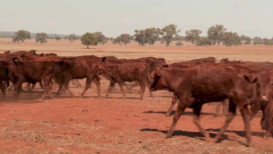 牛在尘土飞扬的干旱农场奔跑