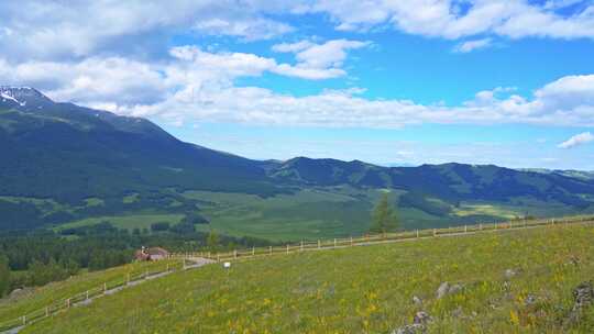 新疆北疆阿勒泰喀纳斯景区夏天野花高山风景