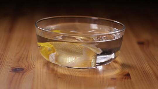 玻璃鱼缸里的金鱼锦鲤视频素材模板下载
