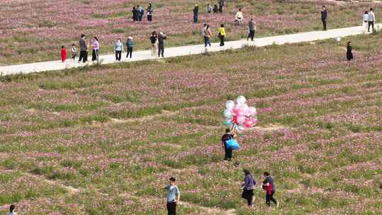 中国广东省中山市南朗街道崖口花海