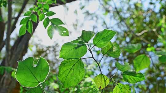 池塘边阳光逆光反射植物树叶光影