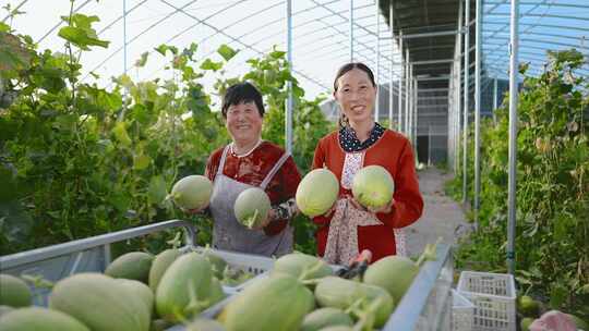 农民采摘哈密瓜