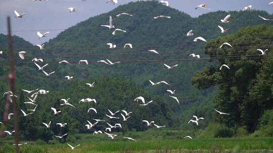 成群白鹭在飞翔