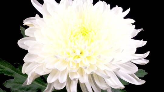 白菊-花开花