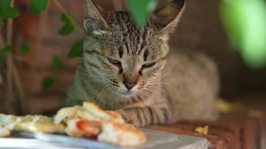 流浪猫准备吃东西