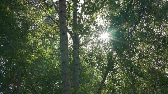 阳光照射下的树叶森林