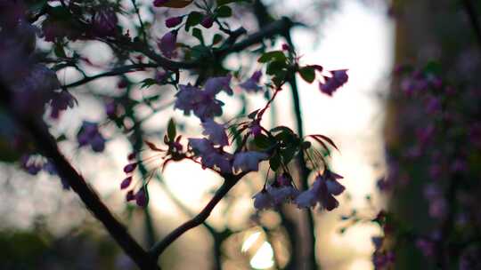 春天花朵樱花盛开植物风景视频素材