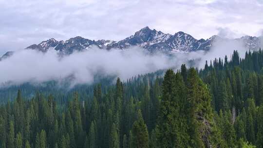 航拍雪山森林云雾