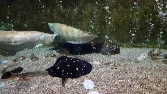 水族馆里的海洋动物