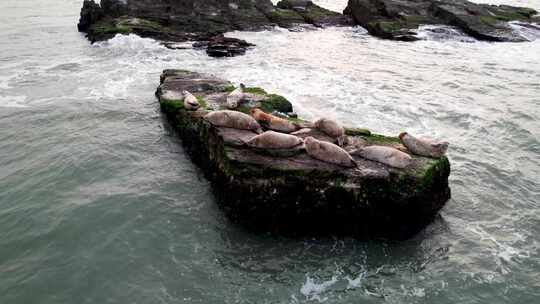 海洋野生动物-烟台长岛斑海豹午后晒太阳