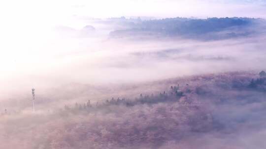 航拍贵州平坝樱花