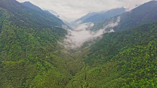 森林公园山脉峡谷前进到云雾里