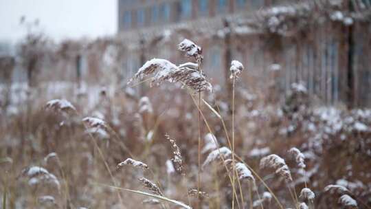 冬季雪花飘落到植物上的雪景