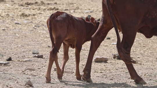 瓦图西小牛沿着母亲的身边穿过牧场