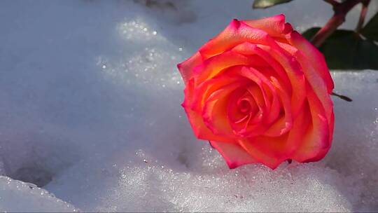 雪地上绽放的红玫瑰
